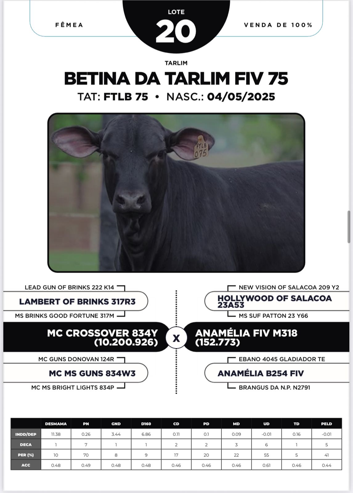 Foto (100%) BETINA DA TARLIM FIV 75