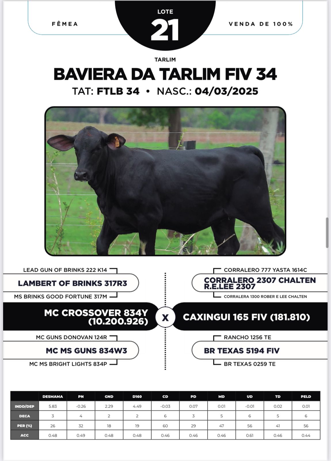 Foto (100%) BAVIERA DA TARLIM FIV 34