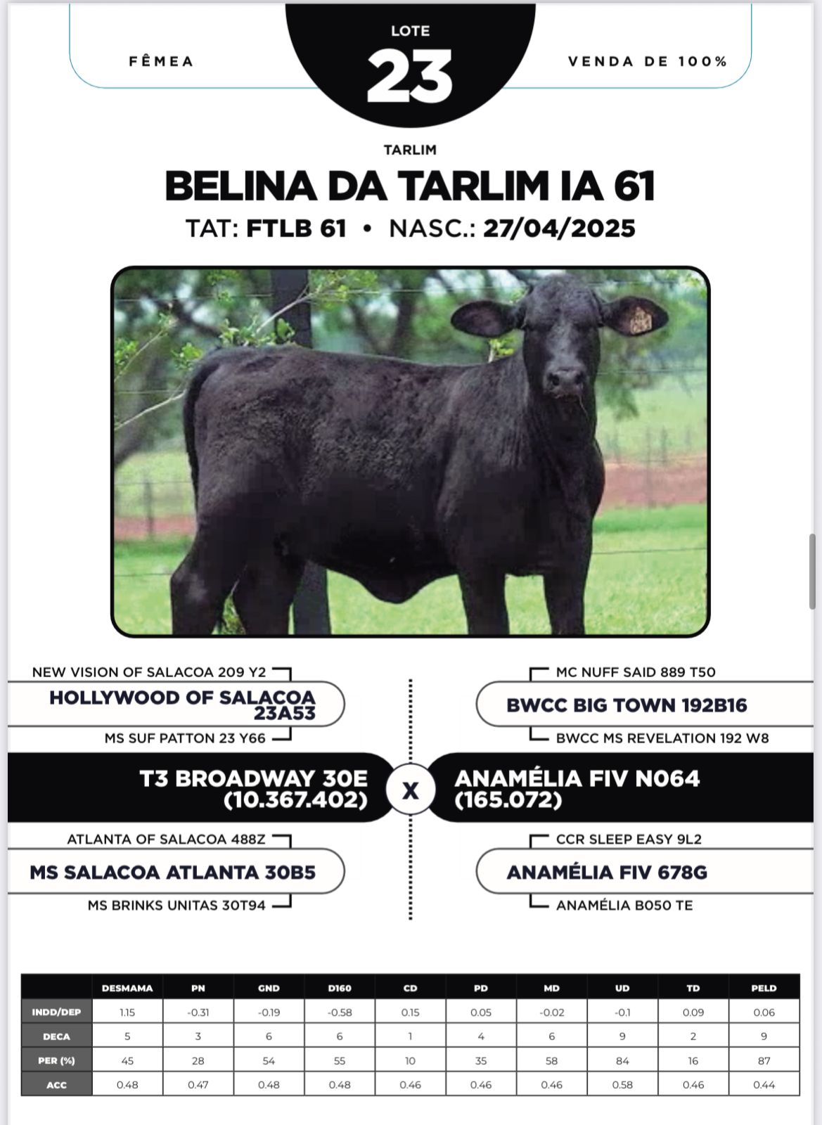 Foto (100%) BELINA DA TARLIM IA 61