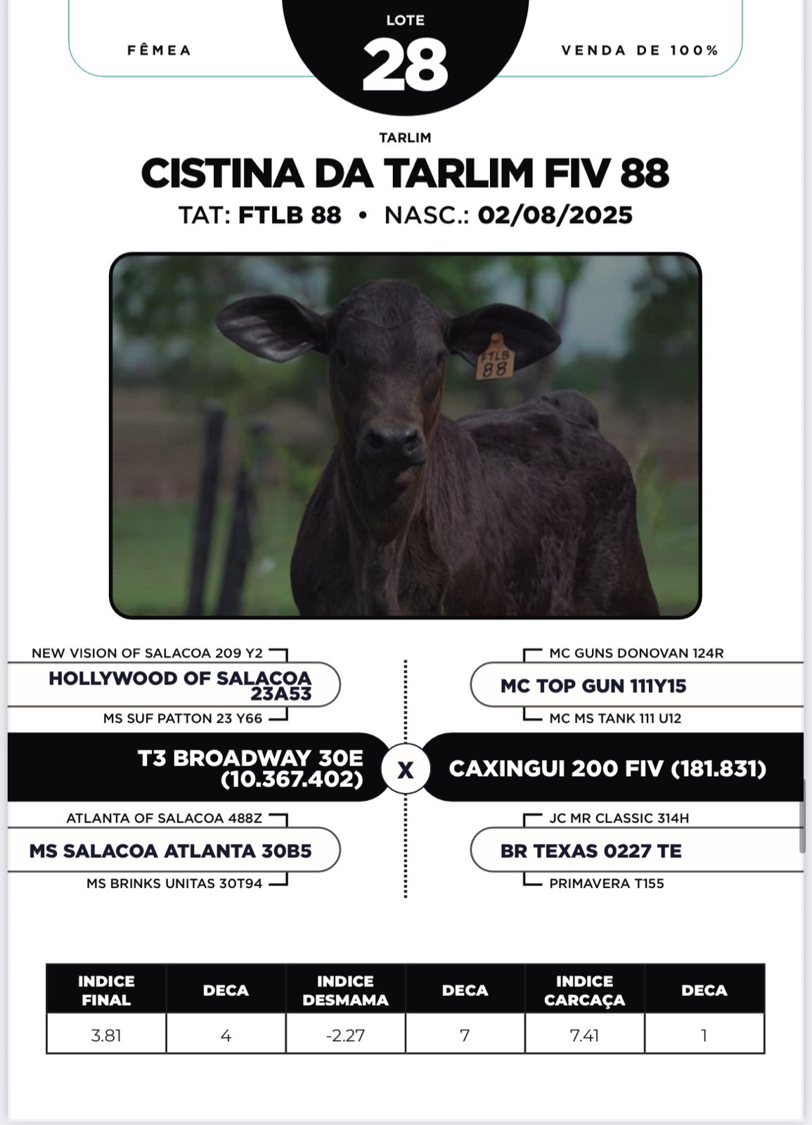 Foto (100%) CISTINA DA TARLIM FIV 88