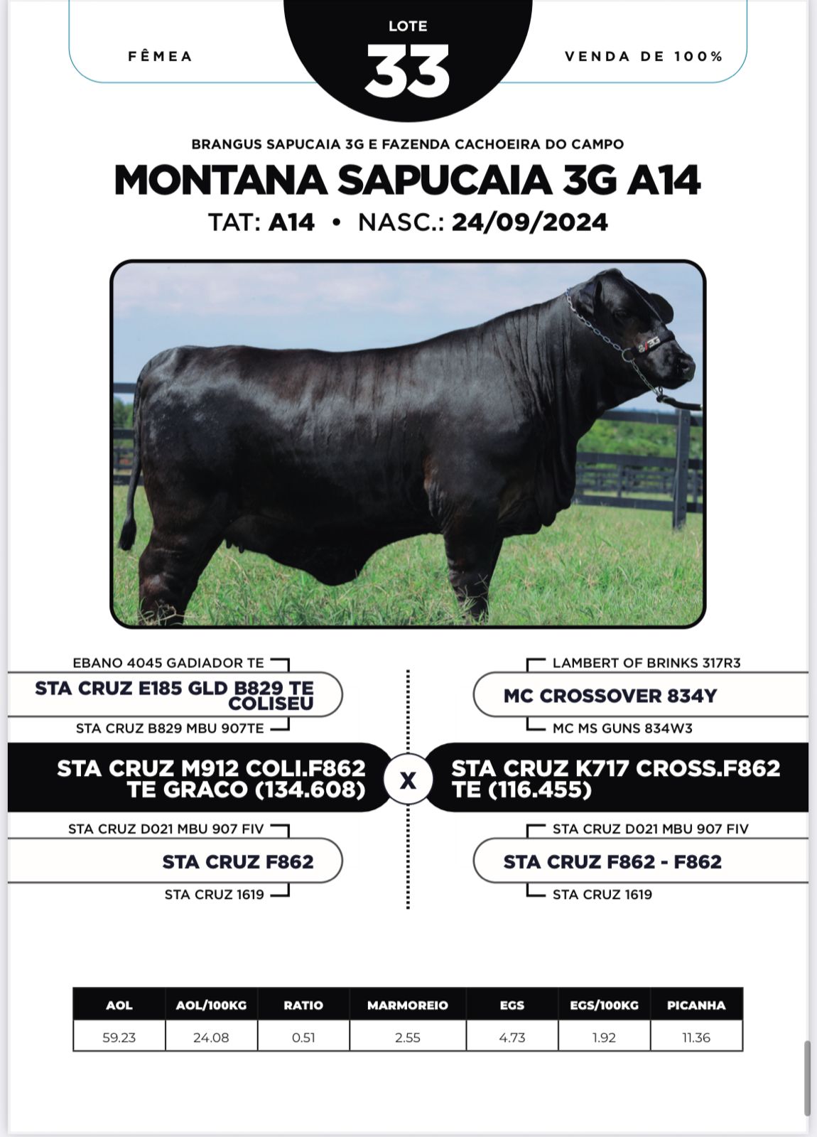 Foto (100%) MONTANA SAPUCAIA 3G A14