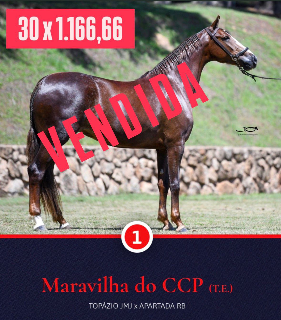 Foto MARAVILHA DO CCP (T.E.)