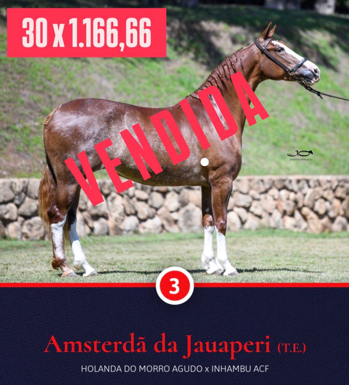 Foto AMSTERDÃ DA JAUAPERI (T.E.)