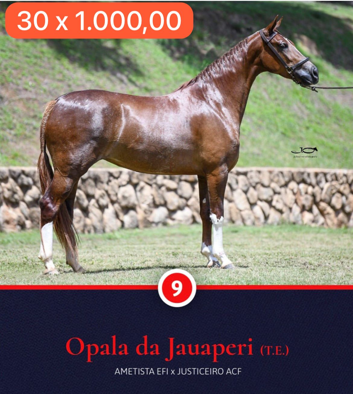 Foto OPALA DA JAUAPERI (T.E.)