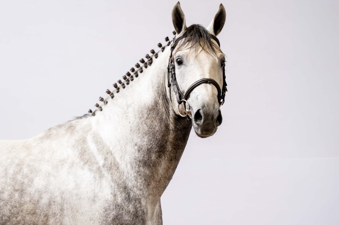 Foto BOSSANOVA ENTREVERO