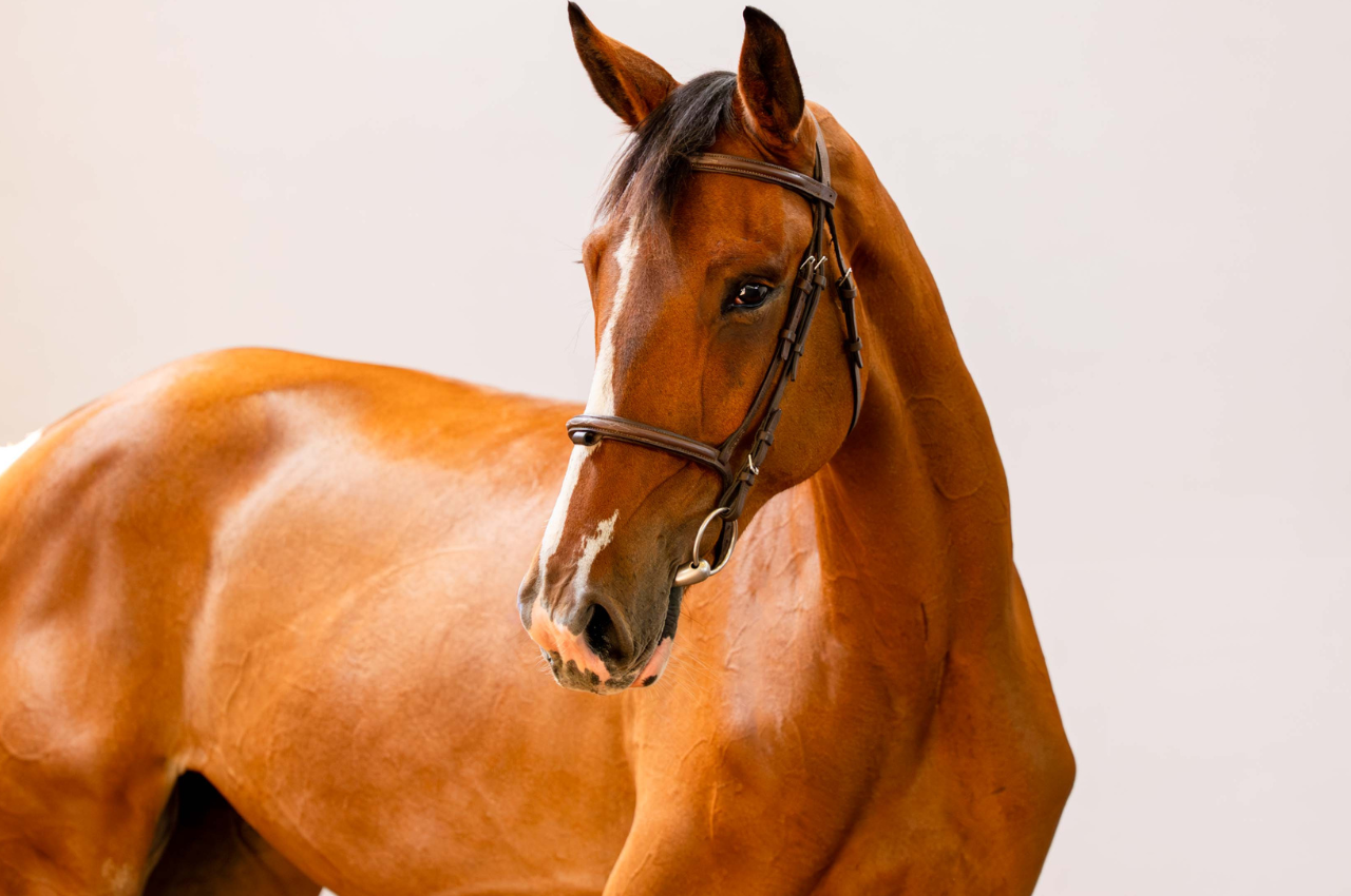 Foto STELLA ARTOIS BG