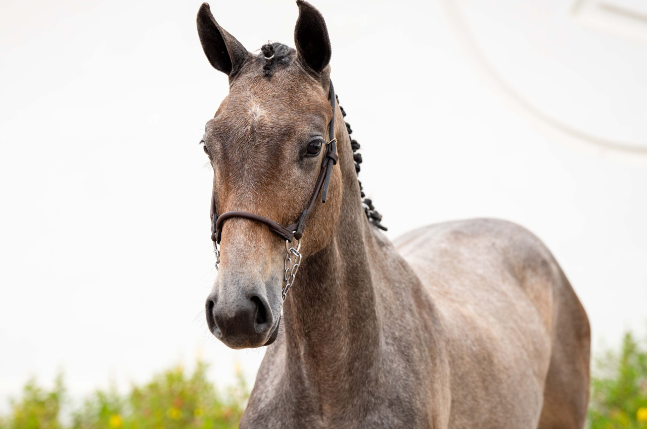 Foto JCR CHAMPS ELISSES