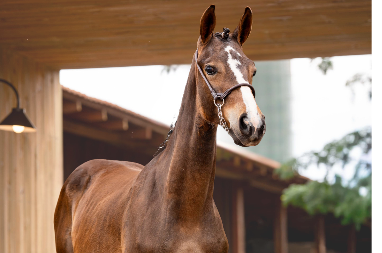Foto FARFALA ENTREVERO