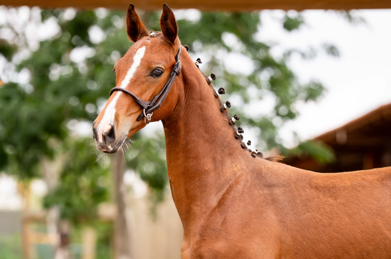 Foto AG ULTIMATE FIGHTER