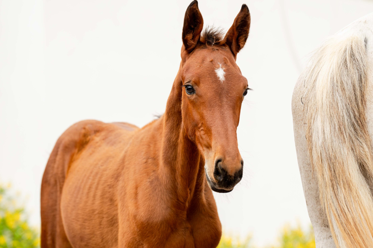 Foto EQUICENTER PRIMABELLA ENTREVERO