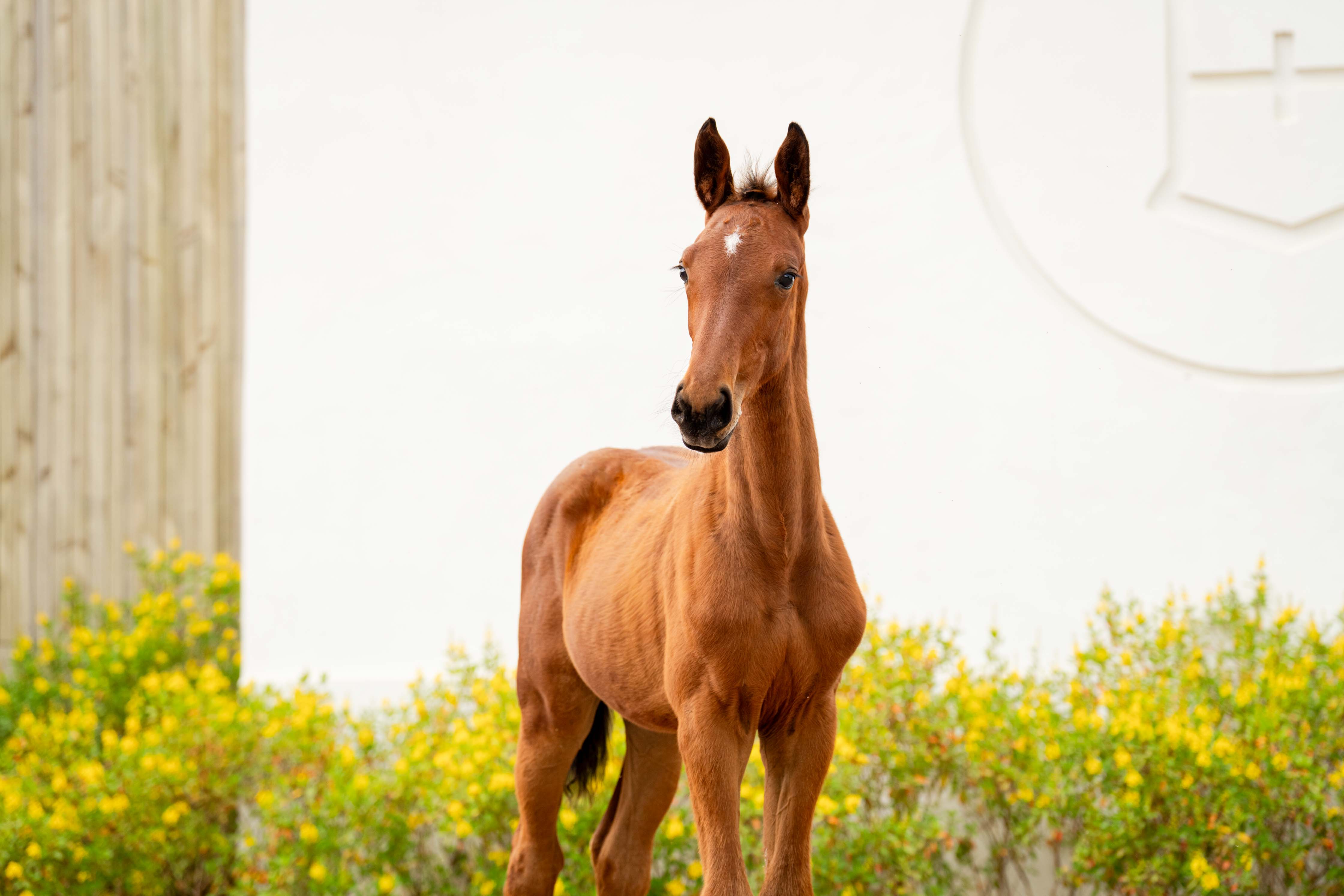 EQUICENTER PRIMABELLA ENTREVERO