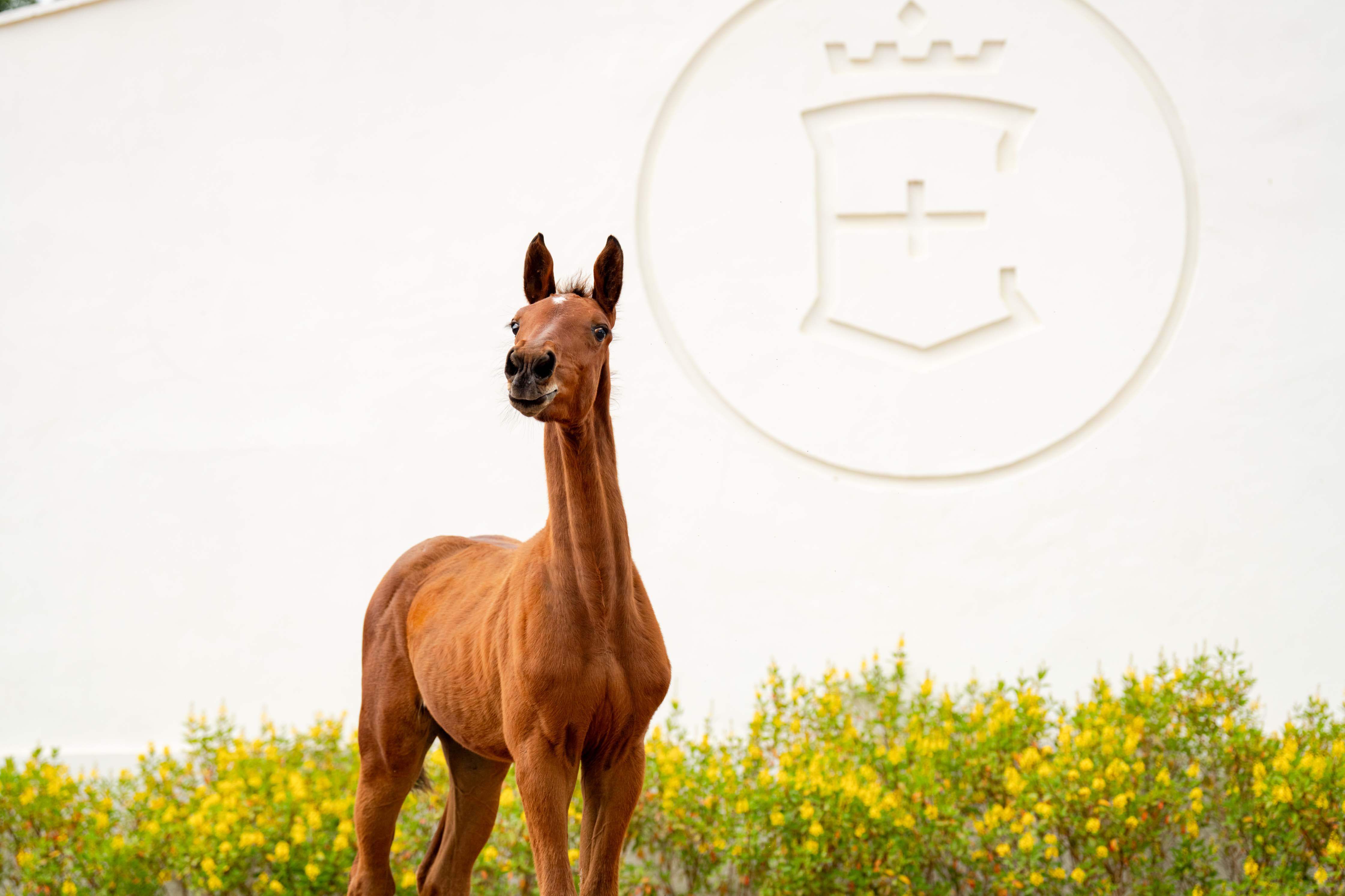 EQUICENTER PRIMABELLA ENTREVERO