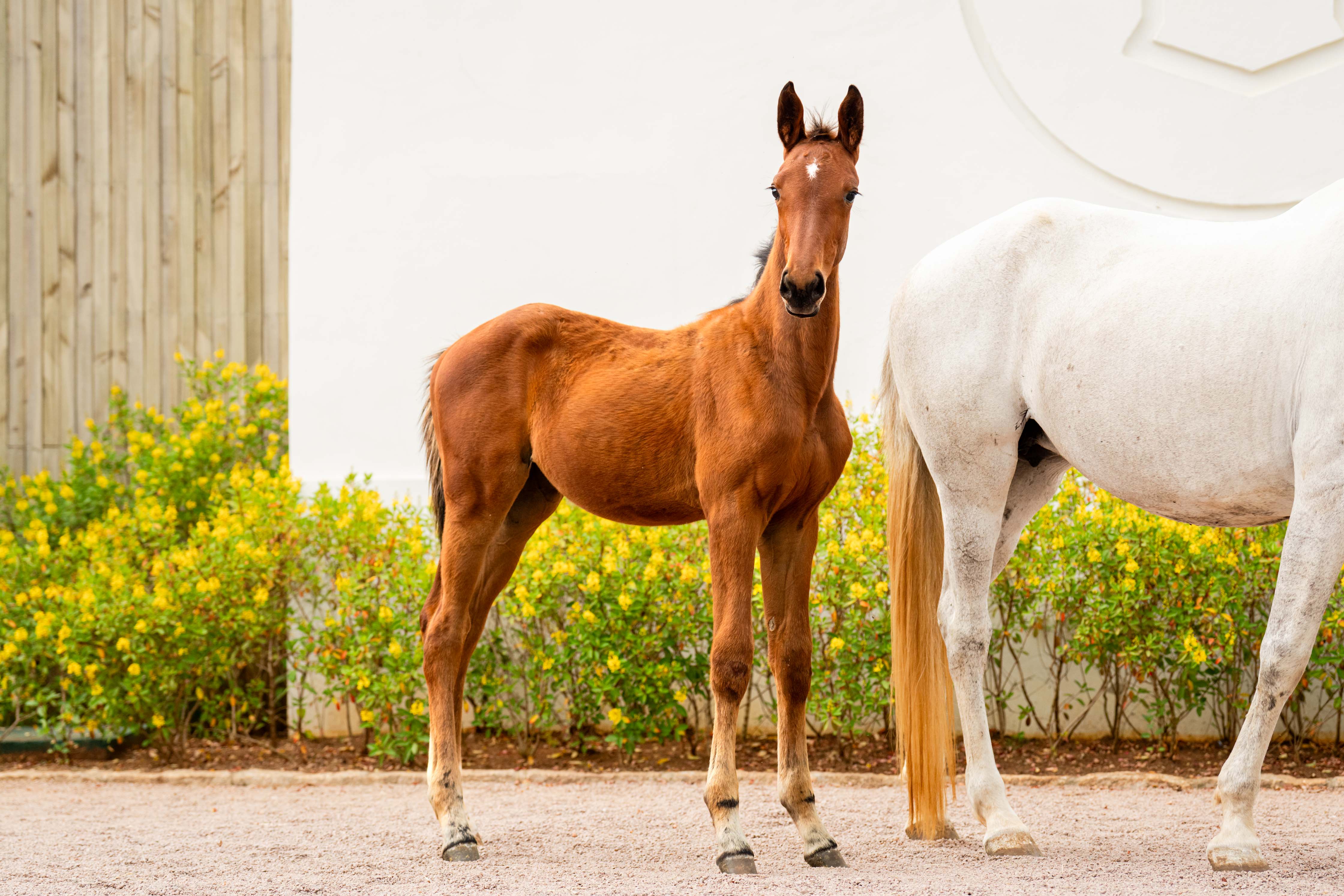 EQUICENTER PRIMABELLA ENTREVERO