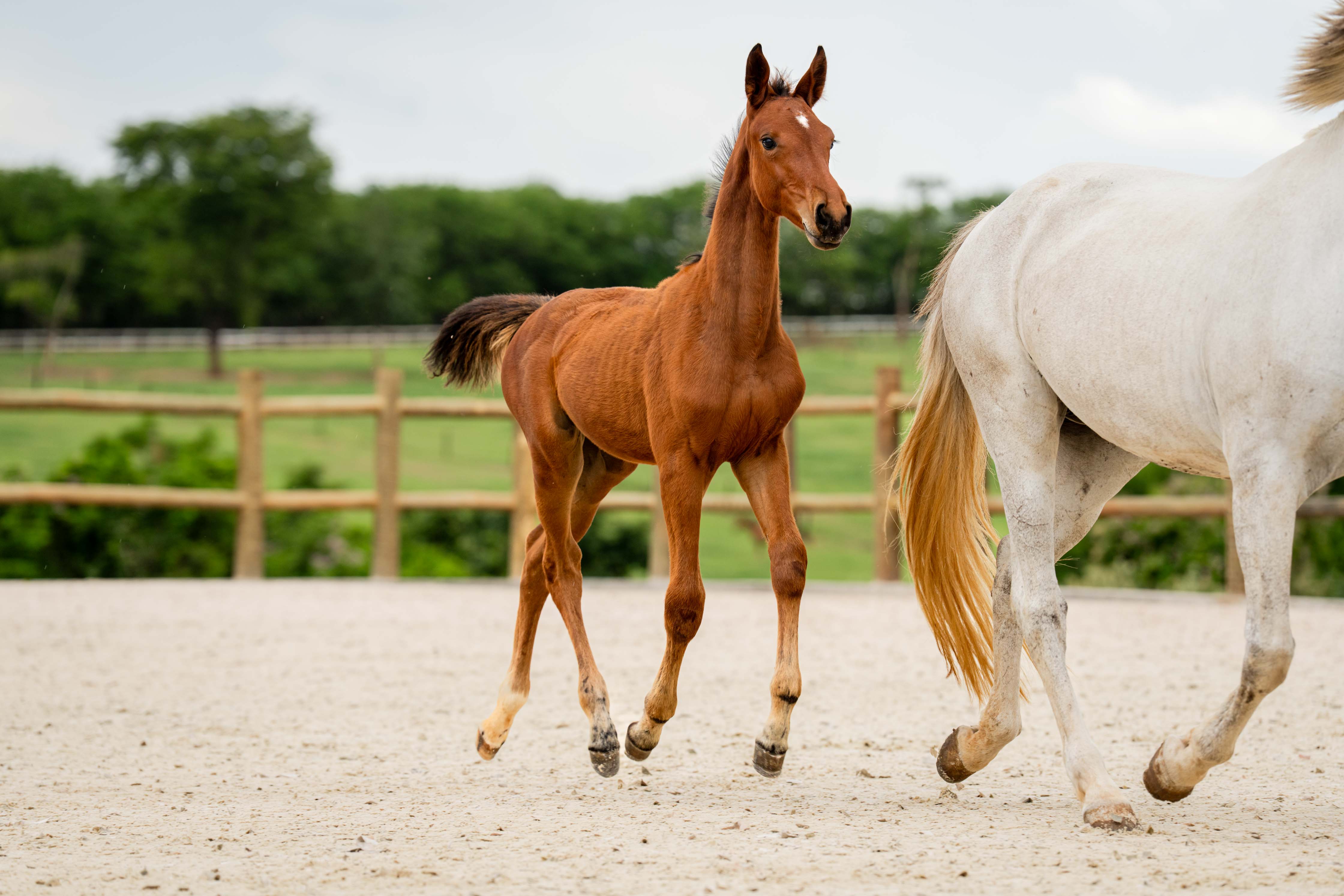 EQUICENTER PRIMABELLA ENTREVERO