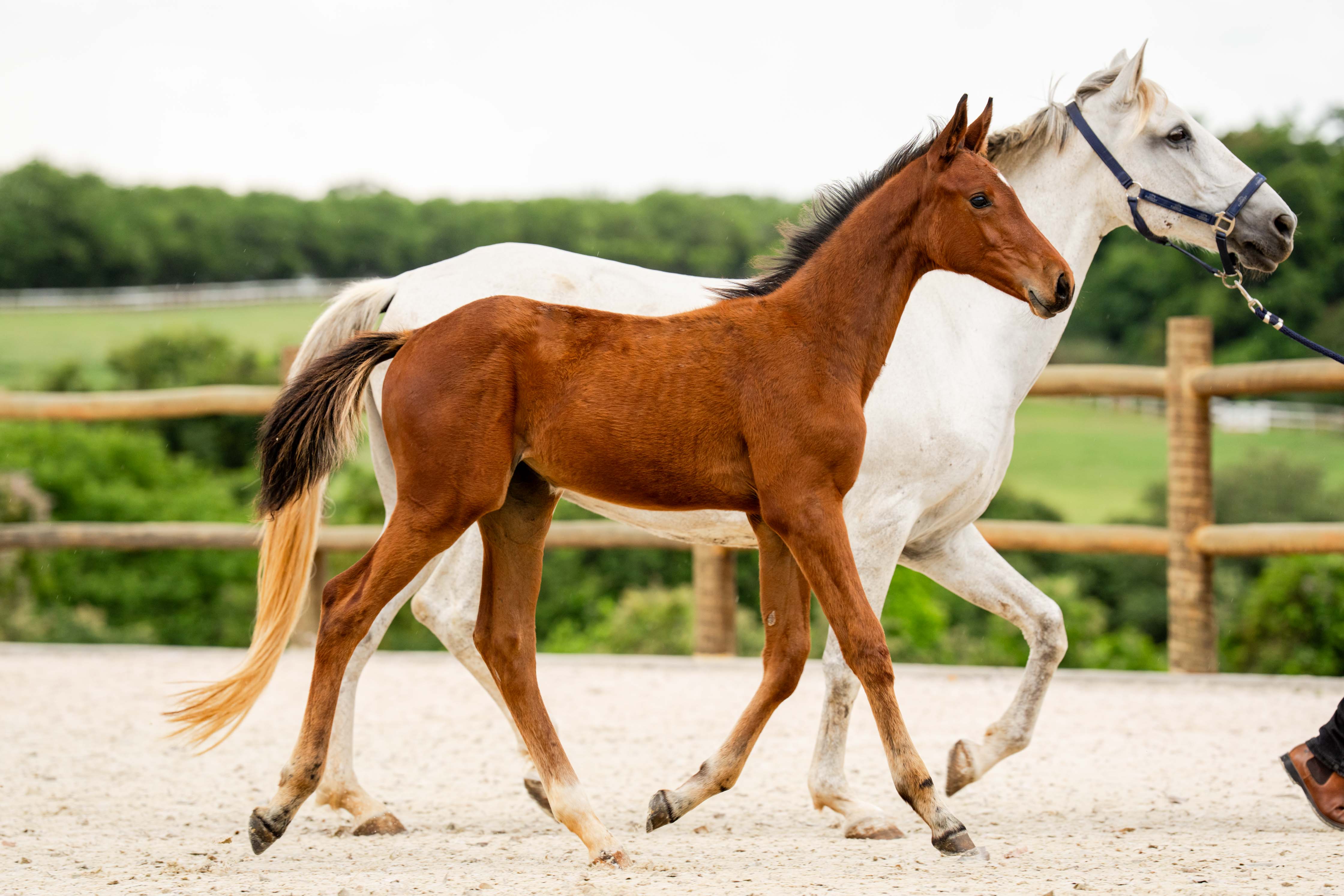 EQUICENTER PRIMABELLA ENTREVERO