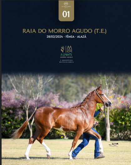 Foto RAIA DO MORRO AGUDO (T.E.)