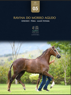 Foto RAVINA DO MORRO AGUDO