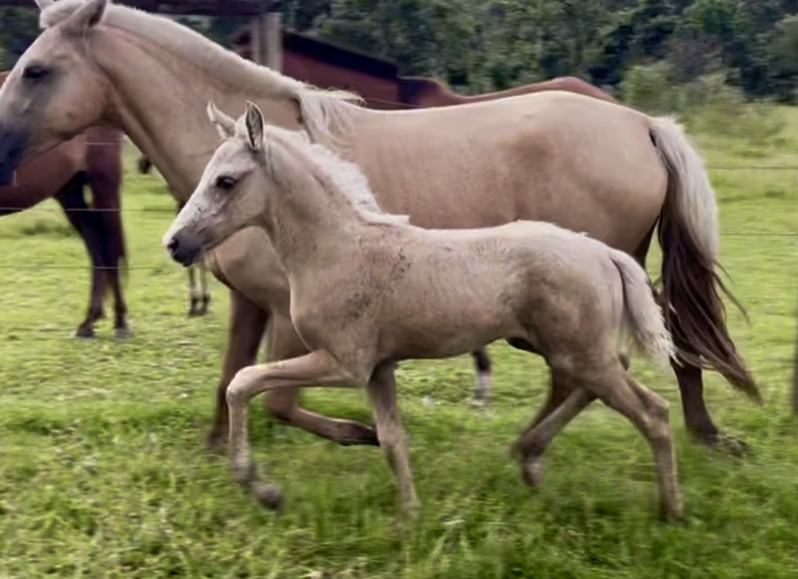 FLECHA CENTRAL DO MARCHADOR
