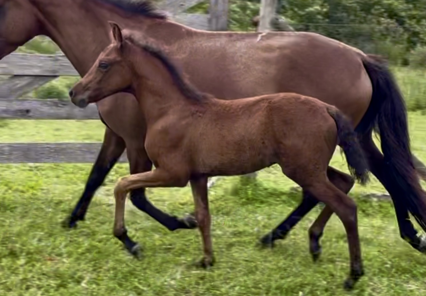 Foto FOLE CENTRAL DO MARCHADOR