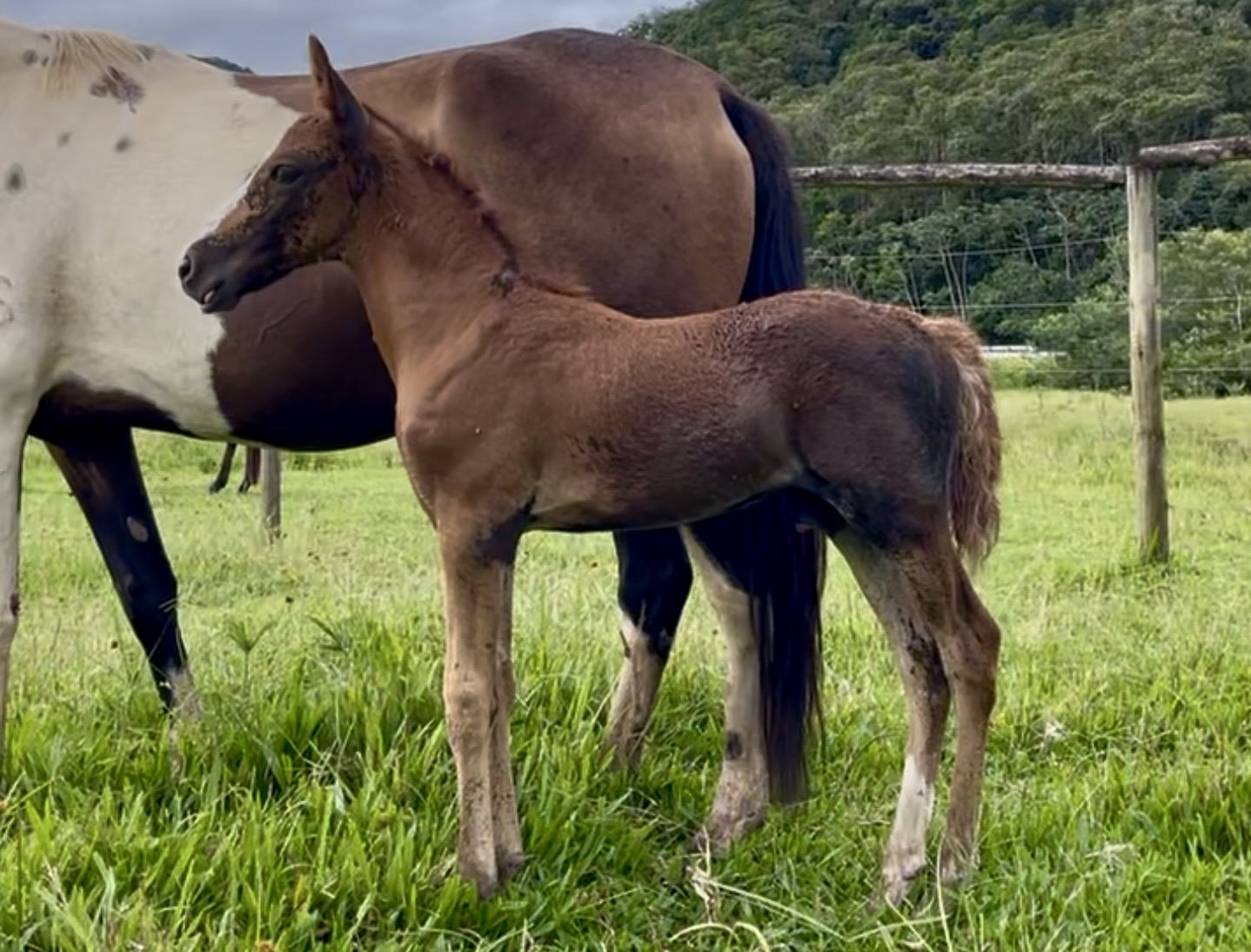 Foto FAVORITO CENTRAL DO MARCHADOR