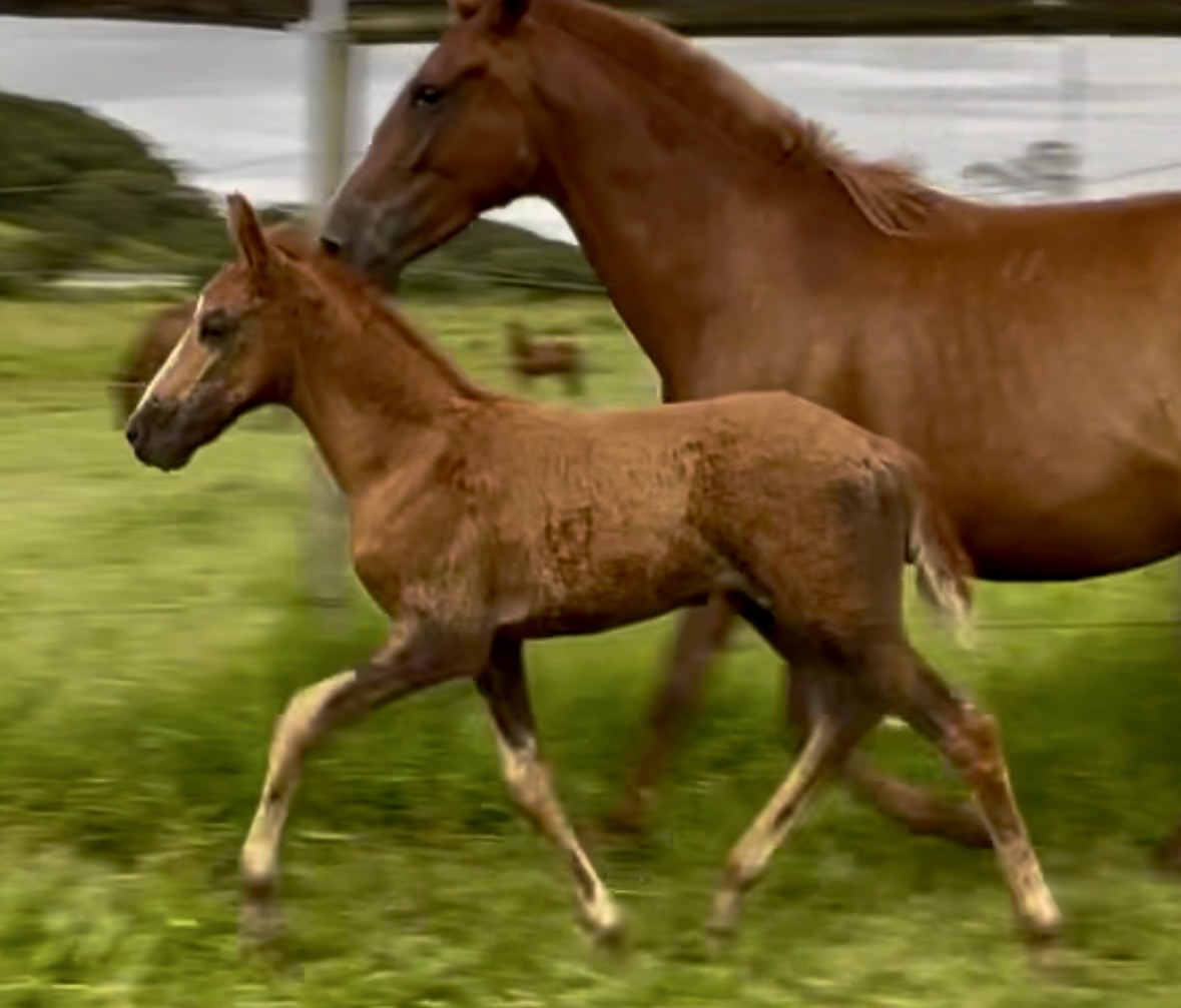 Foto FABULOSO CENTRAL DO MARCHADOR
