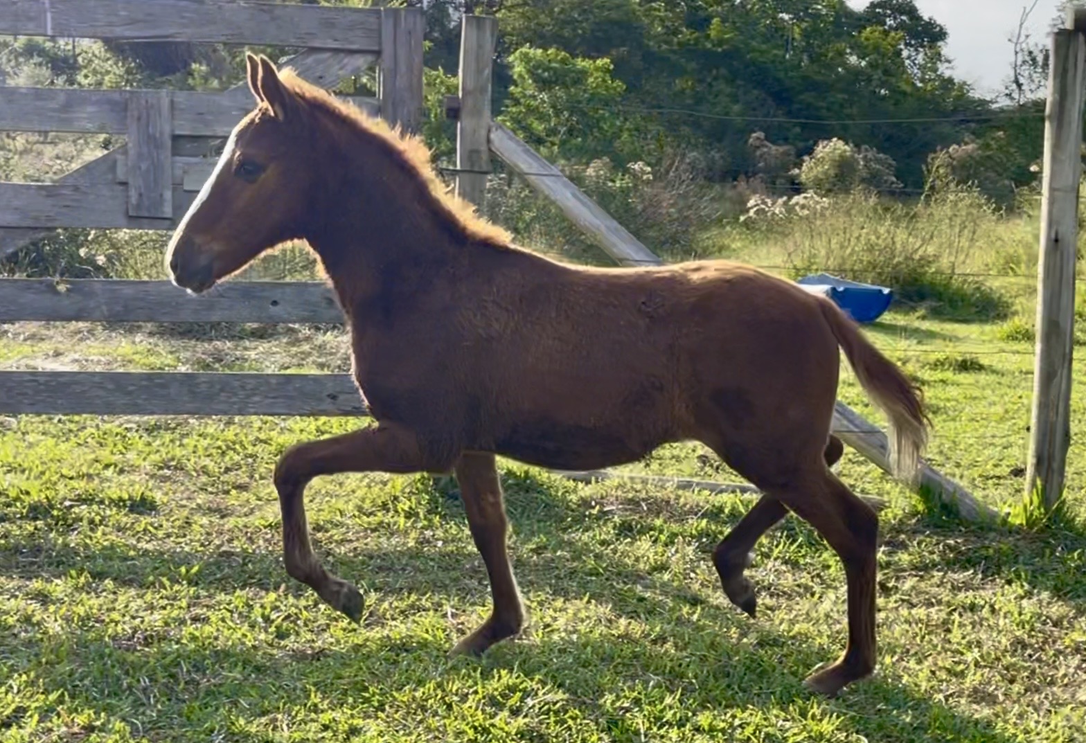 Foto FABULOSO CENTRAL DO MARCHADOR