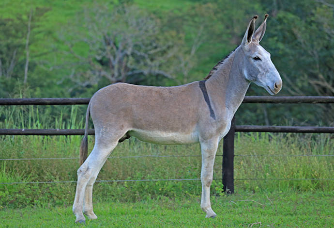 Foto Animal