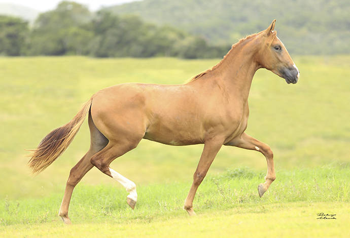 Foto Animal
