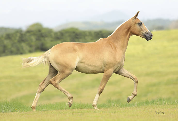 Foto Animal