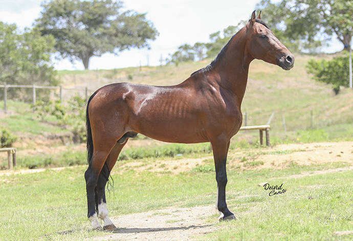 Cavalos venda permanente no haras Feijó - Cavalos e acessórios - Mata de  São João 1226772719