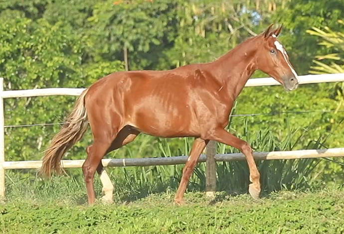 Cavalos venda permanente no haras Feijó - Cavalos e acessórios - Mata de  São João 1226772719