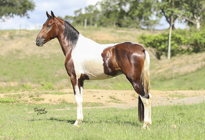 Cavalos venda permanente no haras Feijó - Cavalos e acessórios - Mata de  São João 1226772719