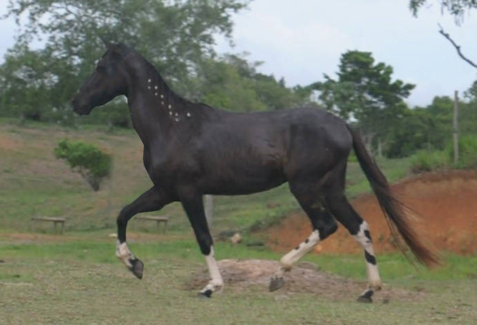 Cavalos venda permanente no haras Feijó - Cavalos e acessórios - Mata de  São João 1226772719