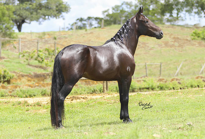 Cavalos venda permanente no haras Feijó - Cavalos e acessórios - Mata de  São João 1226772719