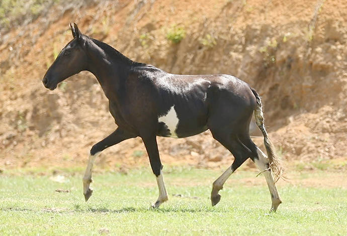 Cavalos venda permanente no haras Feijó - Cavalos e acessórios - Mata de  São João 1226772719