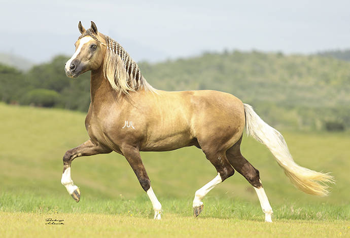 Foto Animal