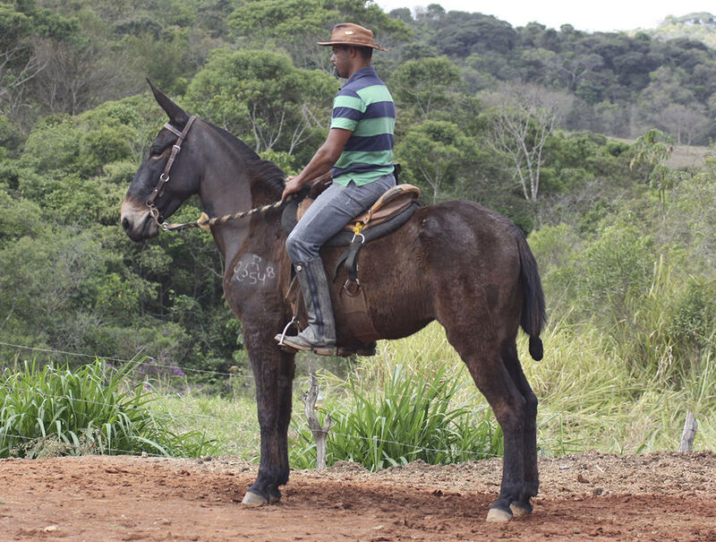Foto Animal