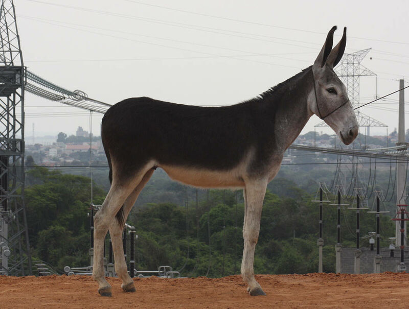 Foto Animal