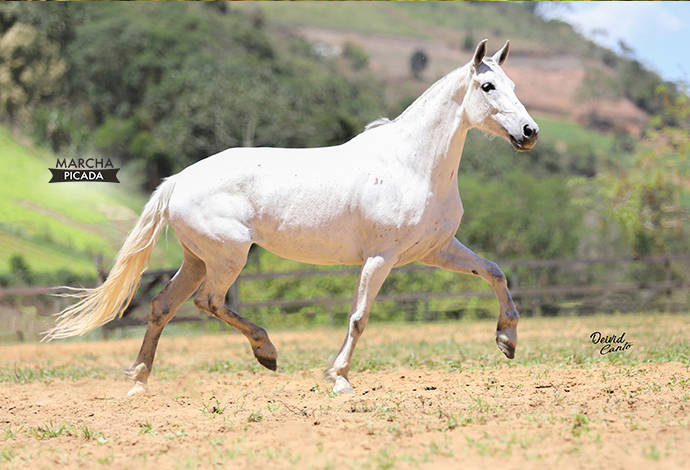 Foto Animal