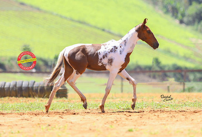 Foto Animal
