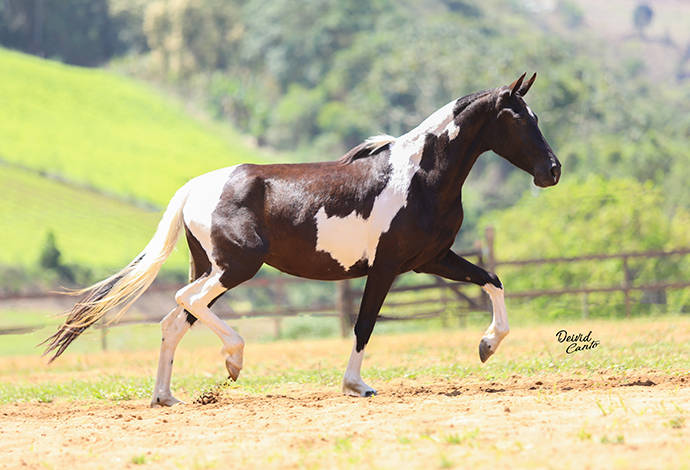 Foto Animal