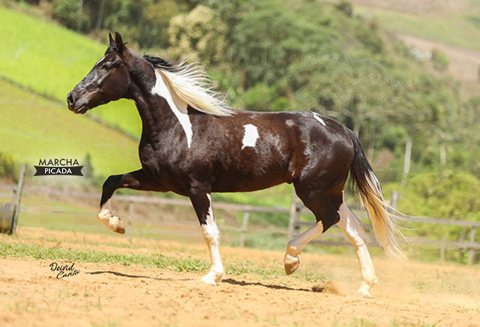 Foto Animal