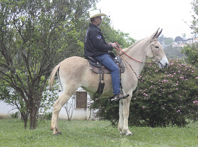 Foto Animal