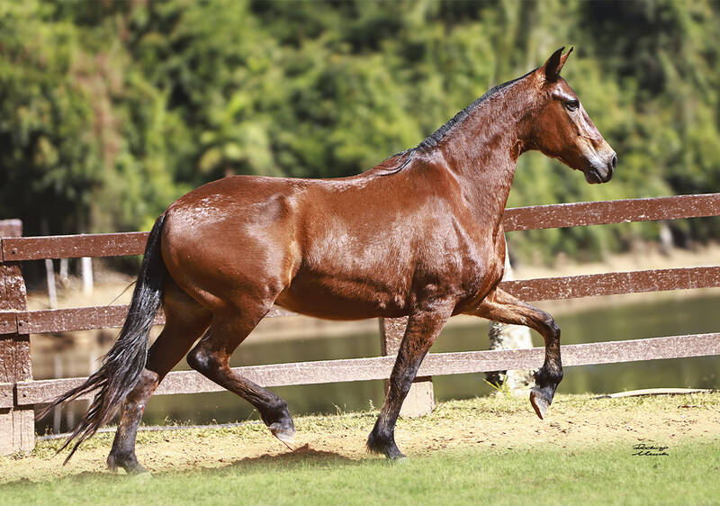 INVICTA DO RANCHO DA HORA