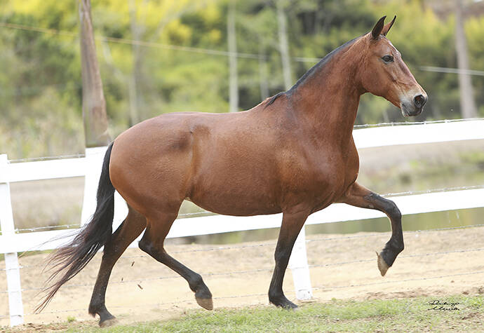 INVICTA DO RANCHO DA HORA