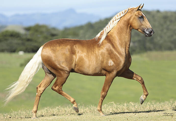 Foto Animal