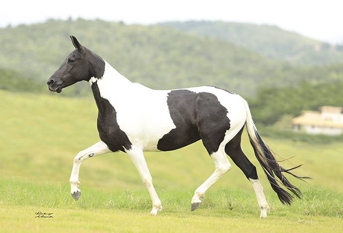 Foto Animal