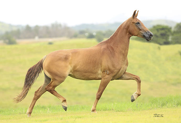 Foto Animal