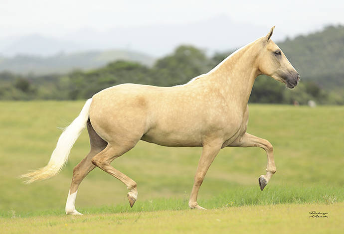Foto Animal