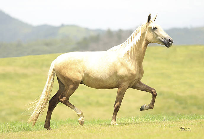 Foto Animal